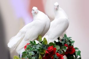 gentle as doves.