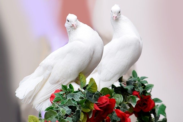 gentle as doves.